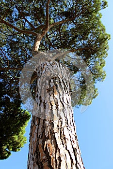 Texture trunk of a tree of Rome photo