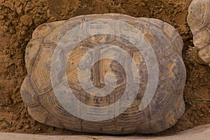 Texture of Turtle carapace