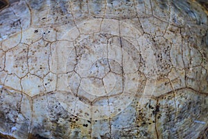 Texture of Turtle carapace