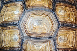 Texture of Turtle carapace