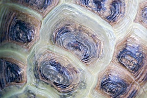 Texture of Turtle carapace.