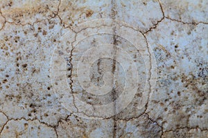 Texture of Turtle carapace