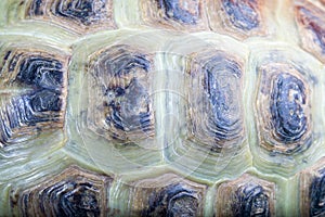 Texture of Turtle carapace.