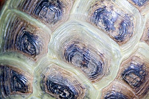 Texture of Turtle carapace.