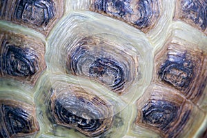 Texture of Turtle carapace.