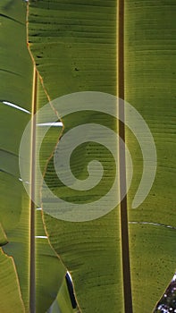 Texture of two torn banana leaves