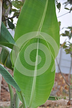 Texture of two young banana leaves