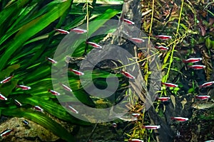 The texture of the underwater world with many bright Cardinal tetra fishes on a background of green algae. A school of small red