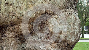 Texture uneven surface of the bark of a tree trunk close-up in a city park.