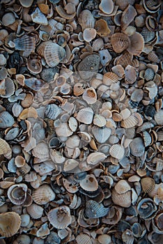 Texture of various shells. Small shells, background