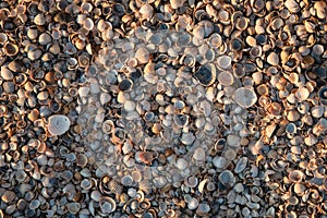 Texture of various shells. Small shells, background