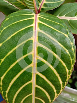 Texture and veins of green sanchezia leaf