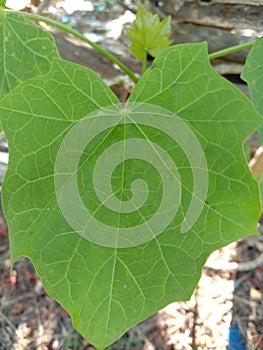 Texture and veins of jatropha leaves