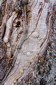 Texture of very old tree trunk, wood and bark of the tree in an abstract way