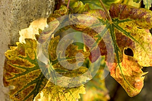 The texture of the vine leaves. Autumn colorful leaves. One detail of the leaves in the fall