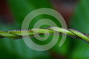 A texture of vine plant