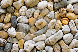 Texture of a wall made of sea stones with a shell in the middle