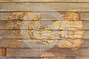 Texture wall wood termites
