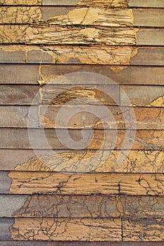 Texture wall wood termites