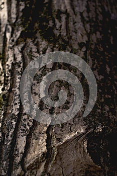 a texture of a walnut tree soaked in melted snow