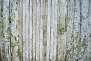 The texture of weathered wooden wall. Aged wooden plank fence of flat boards