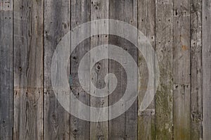 The texture of weathered wooden wall. Aged wooden plank fence of vertical flat board