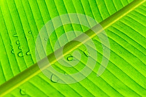 Texture Of A Wet Banana Leaf photo