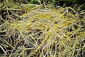 Texture of wet grass of yellow color, devoid of chlorophyll.