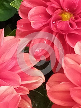 The wet petals of a group of Dahlias. Los pÃÂ©talos mojados de un grupo de Dalias photo