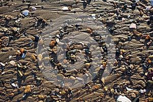 Texture of wet sand on the beach with small pebbles and shell fragments