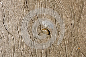 Texture of wet sea sand and stones