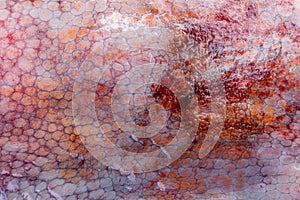 The texture of the wet skin of a large octopus. Bright abstract background.