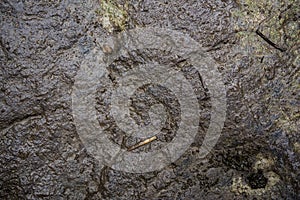 Texture of wet stone covered with moss