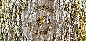 Texture of the white bark of a tree with green moss and lichen