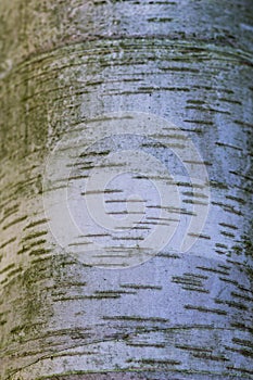 Texture of white birch tree bark