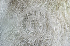 Texture white fur polar fox