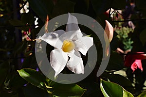 Texture of a white Mandevilla flower petal