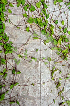 The texture of white nature stone marble floor or wall with some plants of ivy
