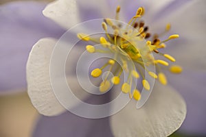 Texture of The White Petals In Columbine Close Up