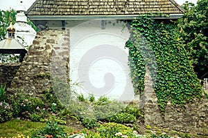 Texture of a white wall covered with ivy, background