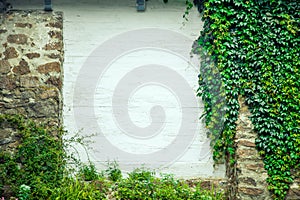 Texture of a white wall covered with ivy, background