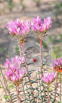 texture of wild lavender,