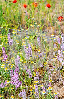 texture of wild lavender,