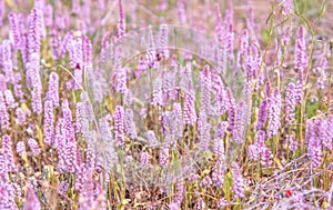 texture of wild lavender,