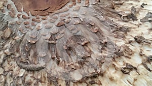Texture Wild Mushroom Skin