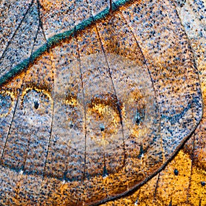 Texture from wing of oakleaf butterfly