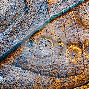 Texture from wing of oakleaf butterfly