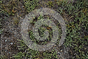 Texture of withered grass