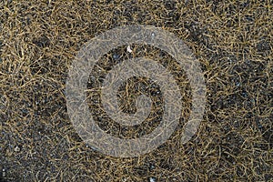 Texture of withered grass