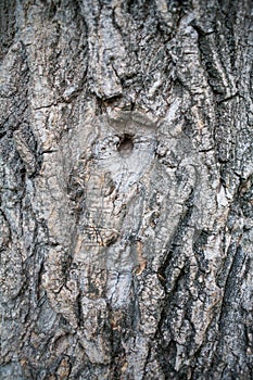 The texture of wood for background